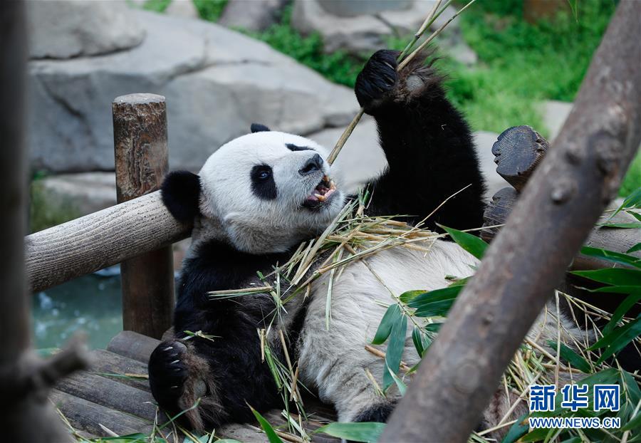 （國(guó)際）（6）旅韓大熊貓&ldquo;愛(ài)寶&rdquo;&ldquo;樂(lè)寶&rdquo;來(lái)韓三周年