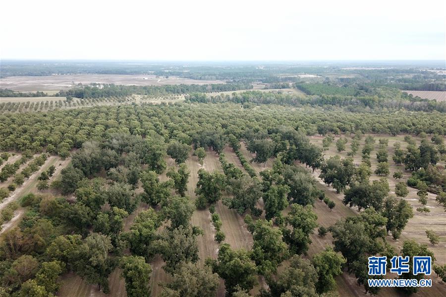 （國(guó)際&middot;圖文互動(dòng)）（6）通訊：期待美中盡早達(dá)成貿(mào)易協(xié)議&mdash;&mdash;颶風(fēng)和關(guān)稅夾擊下的美國(guó)山核桃種植戶盼重回中國(guó)市場(chǎng)