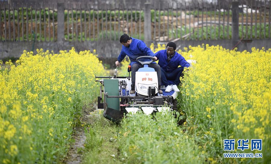 （在習近平新時代中國特色社會主義思想指引下&mdash;&mdash;新時代新作為新篇章&middot;總書記關(guān)切開放事&middot;圖文互動）（10）來中國&ldquo;學(xué)種地&rdquo;的&ldquo;洋學(xué)生&rdquo;