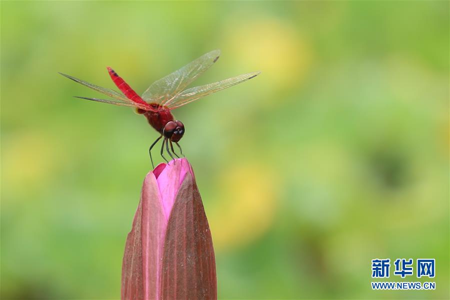 （國際&middot;年終報(bào)道）（7）2019，精&ldquo;彩&rdquo;紛呈