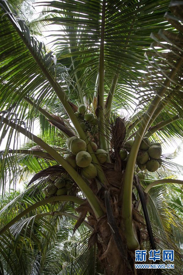 （第三屆進(jìn)博會(huì)&middot;圖文互動(dòng)）（6）通訊：椰香飄進(jìn)進(jìn)博會(huì) 市場(chǎng)開(kāi)放共繁榮&mdash;&mdash;一名泰國(guó)椰商的心聲