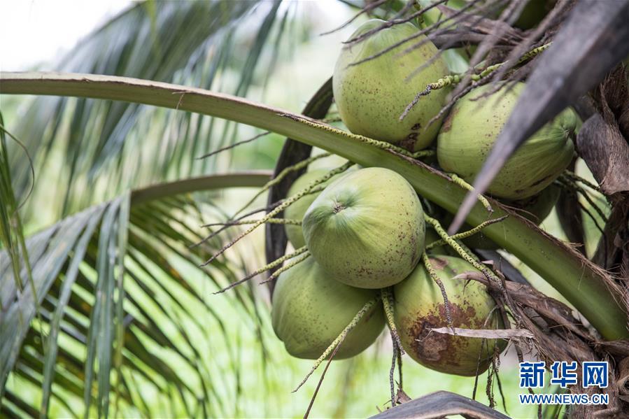 （第三屆進(jìn)博會(huì)&middot;圖文互動(dòng)）（8）通訊：椰香飄進(jìn)進(jìn)博會(huì) 市場(chǎng)開(kāi)放共繁榮&mdash;&mdash;一名泰國(guó)椰商的心聲