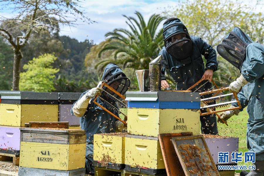（第三屆進博會&middot;圖文互動）（8）通訊：新西蘭的進博會味道，甜
