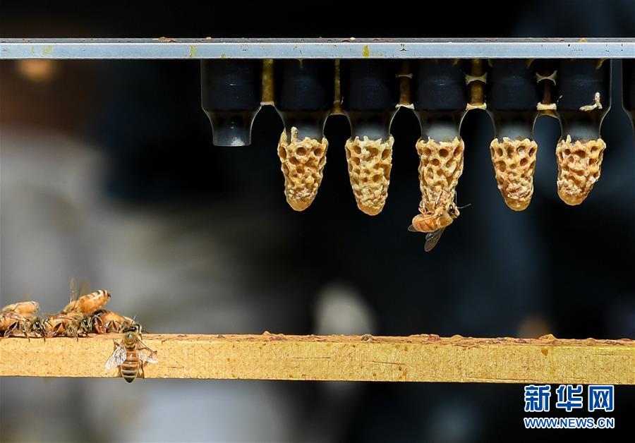 （第三屆進博會&middot;圖文互動）（9）通訊：新西蘭的進博會味道，甜