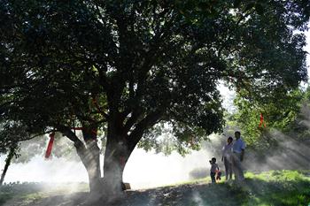 大別山深處有棵&ldquo;千年桂花王&rdquo;