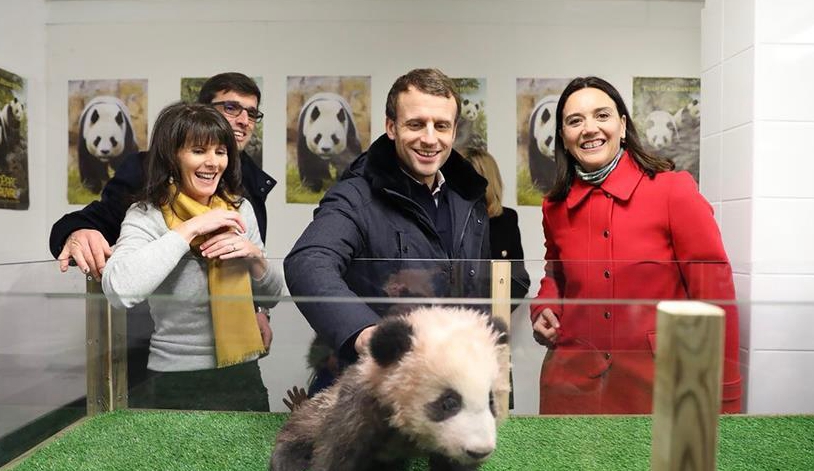 法國總統(tǒng)參觀大熊貓寶寶&ldquo;圓夢(mèng)&rdquo;