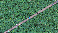 江西進(jìn)賢2000畝蓮花盛開(kāi) 鳥(niǎo)瞰畫面呈現(xiàn)&ldquo;幾何美&rdquo;