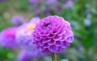 宛如童話世界！昆明撈魚河濕地公園8萬株大麗花綻放