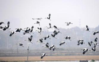 &ldquo;國寶&rdquo;東方白鸛飛臨巢湖濕地