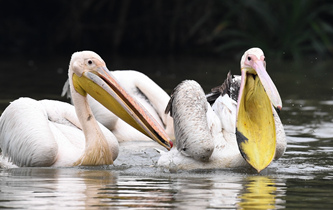 白鵜鶘&ldquo;作客&rdquo;?？? />  
<div>白鵜鶘“作客”?？?/div>
</a>
<a href=