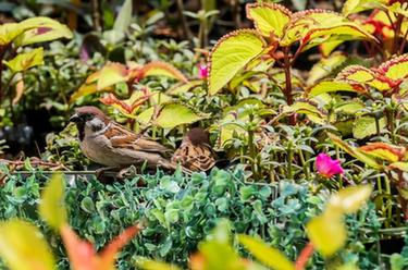 &ldquo;低語(yǔ)的花床&rdquo;