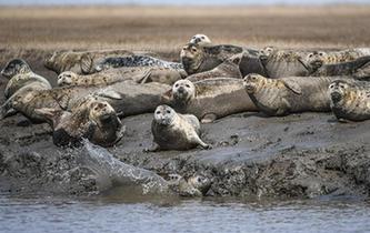 斑海豹洄游棲息遼河入?？? />  
<div>斑海豹洄游棲息遼河入海口</div>
</a> 
</div>
<div   id=