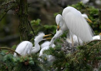 &ldquo;鷺鳥王國(guó)&rdquo;生機(jī)勃勃