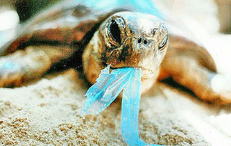 你隨手一扔，也許就毀掉它們的一生！