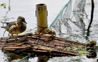 超有愛！西湖里的鴛鴦&ldquo;愛心橋&rdquo;升級